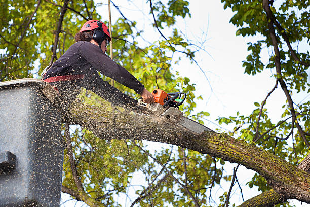 Paris, KY Tree Services Company